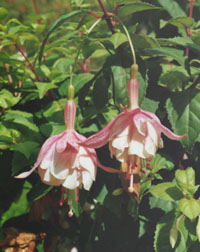 Fuchsia Annabel. Photo: © 2000 D.Perkins