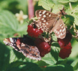 Speckled wood and red Admiral butterflies feeding on raspberries. Photo: © 2000 D.Perkins.