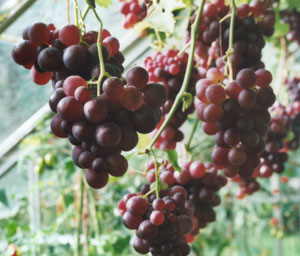 Black Hamburg grapes ripening in the greenhouse. Photo: © 2000 D.Perkins.
