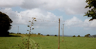 House martins gathering up on electricity cables in field next to garden. View towards Red Wharf Bay. Photo: © 2000 D.Perkins.