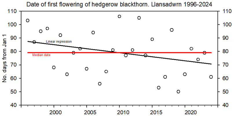 Dates of first flowering Blackthorn in Llansadwrn 1996-2024.