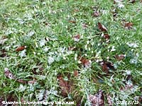 Very small graupel or snow pellets had fallen around snowdrops.