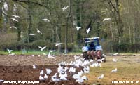 Seagulls from far and wide arrive for ploughing at Gadlys Old Cricket Field.