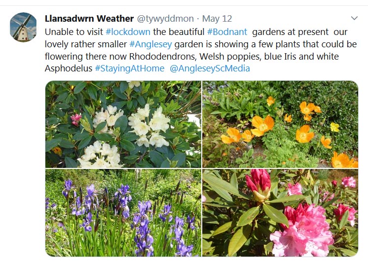 Tweet about our garden flowers ...
