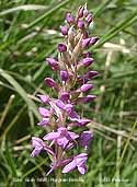 Fragrant orchid at Cors Goch, Anglesey: Photo (c) D Perkins.