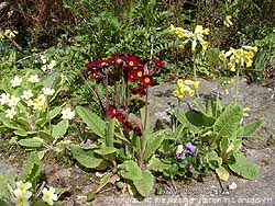 Primulas on the rockery banks in the garden in Llansadwrn.