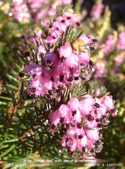 Erica Winter Red with reflections in dewdrops.
