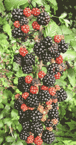 Blackberries ripening in a Llansadwrn hedgerow.