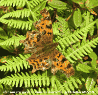 Comma butterfly resting on fern in the garden.