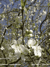 Damson blossom, but where are the bees?