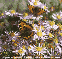 Small tortoiseshell butterflies on Michaelmas daisy.