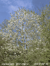 Wild cherry in flower at the weather station.