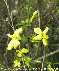 Winter-flowering jasmine Jasminum nudiflorum in the garden.