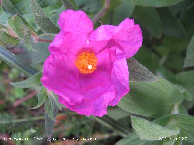 Cistus on the 27th November  went on flowering into December.