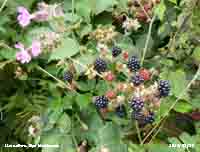Hedgerow blackberries ready for picking.