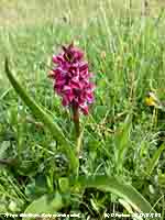 Early marsh orchid later than usual.