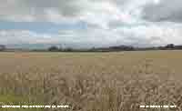 In Llansadwrn under cloudy skies a field of wheat ready for harvest.