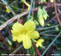 Yellow winter flowering Jasmine.