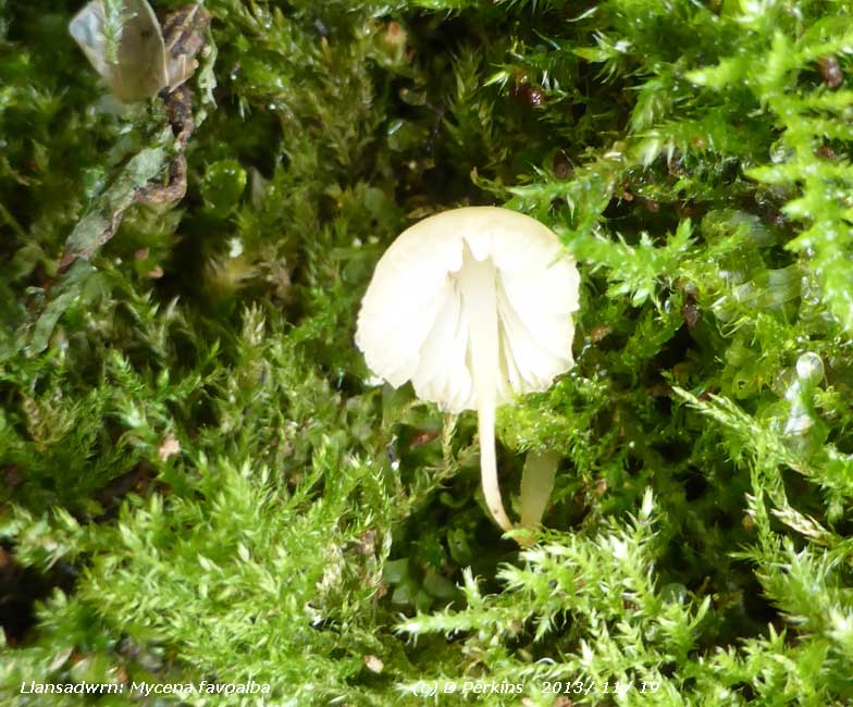 The small white fungus Mycena flavoalba cap just 6 -7 mm.