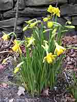Roadside Narcissi: Harbingers of spring in Llansadwrn.