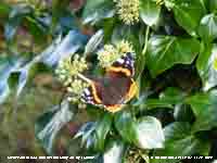 Red admiral butterfly on flowering ivy.
