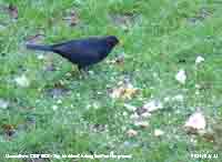 Blackbird at the ground feeding area. 