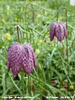 Snake's head fritillary naturalised in the garden meadow.