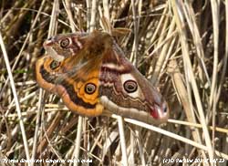 Emperor moth at Tywyn Aberffraw.