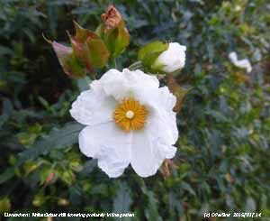 White Cistus one of 26 plants still flowering in the garden in mid January.
