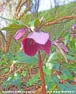 New season Hellebore purpurea flowers in the garden.