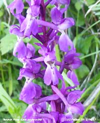 Early purple orchid.