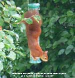 The first red squirrel spotted in the garden for over 40-years.