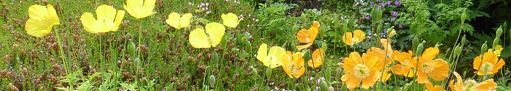 Yellow and orange Welsh Poppies in the garden.