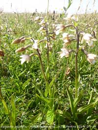 Close up of marsh helleborines at Aberffraw, Anglesey.