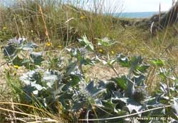 Sea holly within sight of the sea at Aberffraw dunes.