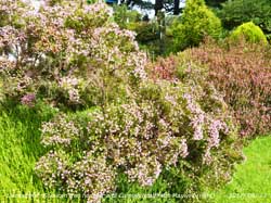 Corsican and Cornish heaths in flower in the garden.