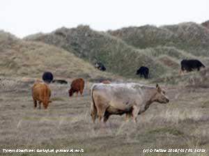 Cattle grazing the sand dunes at Aberffraw.
