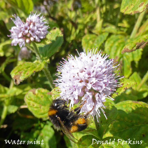 Bumblebee on water mint on the sand dunes at Aberffraw.