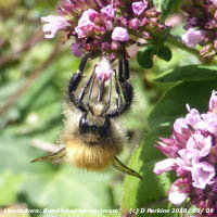Buff-tailed bumblebee feeding on marjoram in the garden in our Anglesey garden.
