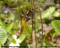Broad-bodied chaser in the garden.