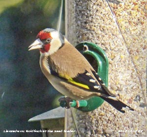 Goldfinch at seed feeder in the garden.