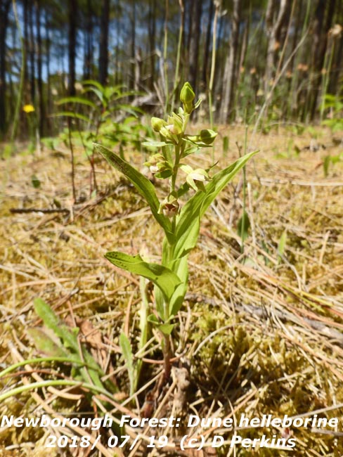 Dune helleborine growing in Newborough Forest, Anglesey.