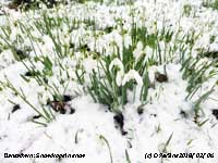 Snowdrops looking at their best today in snow.