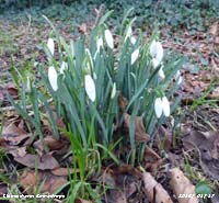 The snowdrops are much better developed than when they first appeared.