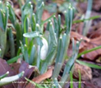 The first snowdrop of the winter/ spring 2019 makes an appearance in the garden.