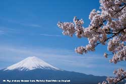 Mt. Fuji at cherry blossom time. Photo daniel Hehn on Unsplash.