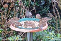 Keeping the birds well fed with seed on the birdtable.