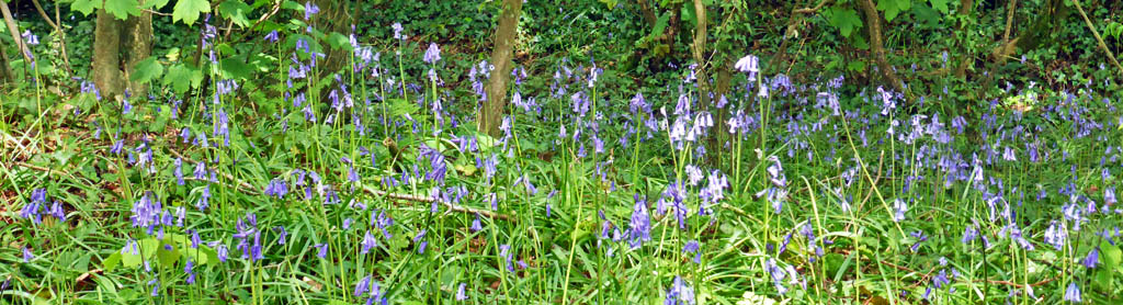 Bluebell wood in May.