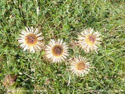 Carline thistle from above on Aberffraw dunes, Anglesey.