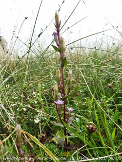 Autumn gential (Felwort) growing on dune slacks at Aberffraw dunes, Anglesey.